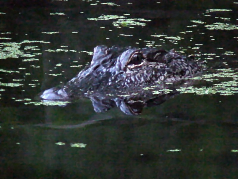 Bayou Chicot Trip - 1999 - 150.jpg