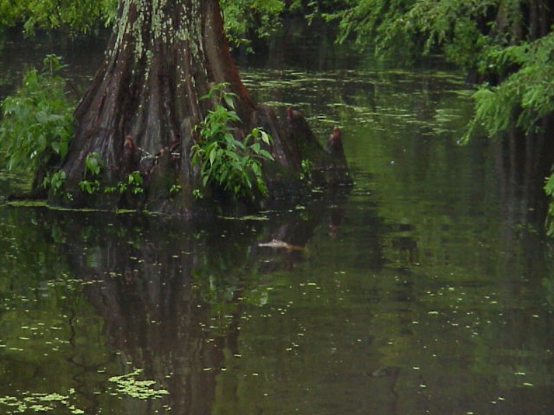 Bayou Chicot Trip - 1999 - 155.jpg