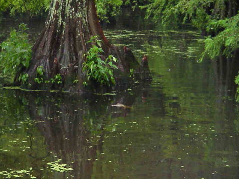 Bayou Chicot Trip - 1999 - 045.JPG