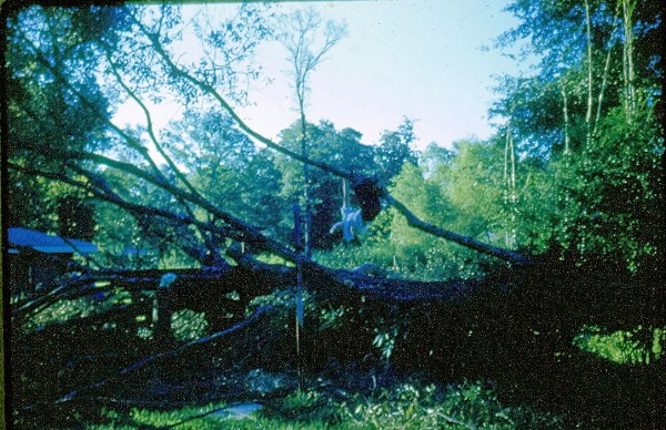 MikeRHurricaneAudreytree.jpg