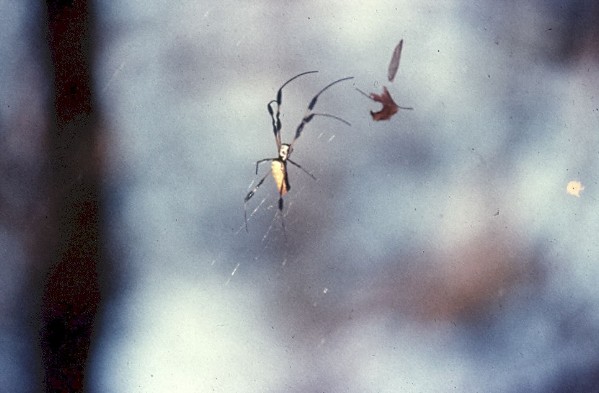 Goldenorbweaver.jpg