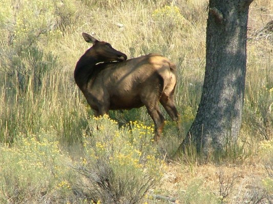 South Dakota - Wyoming - Montana - 177.JPG