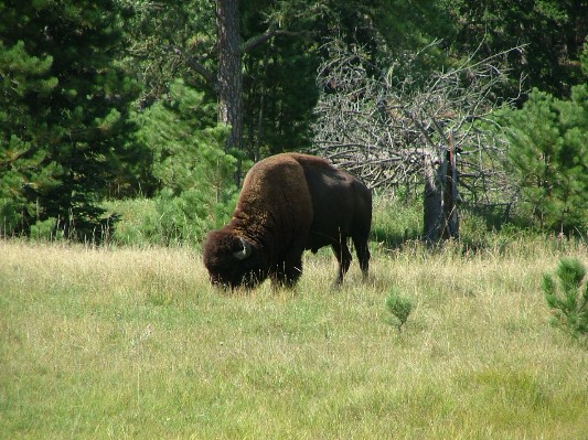 South Dakota - Wyoming - Montana - 039.JPG