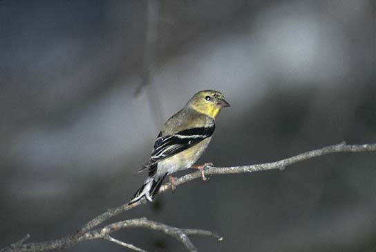 American Goldfinch Winter
