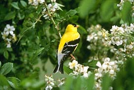 American Goldfinch