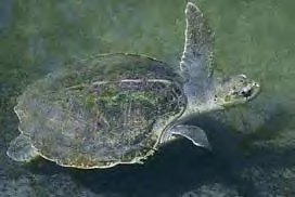 Atlantic Ridley Turtle