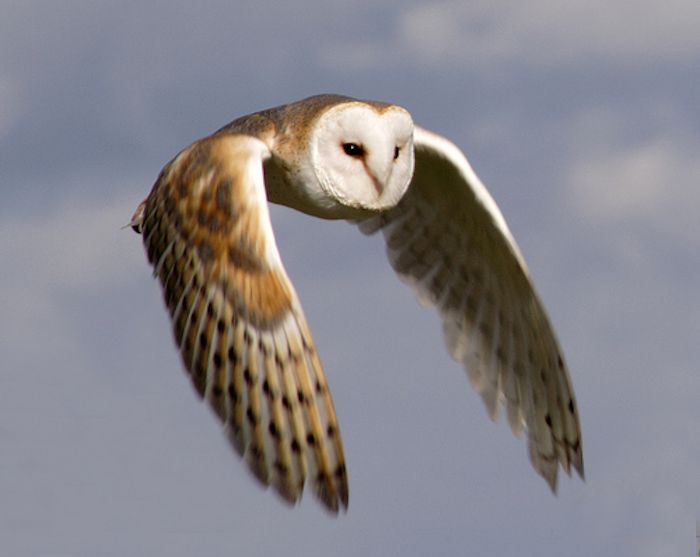 Barn Owl 2