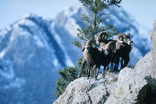 Bighorn Sheep