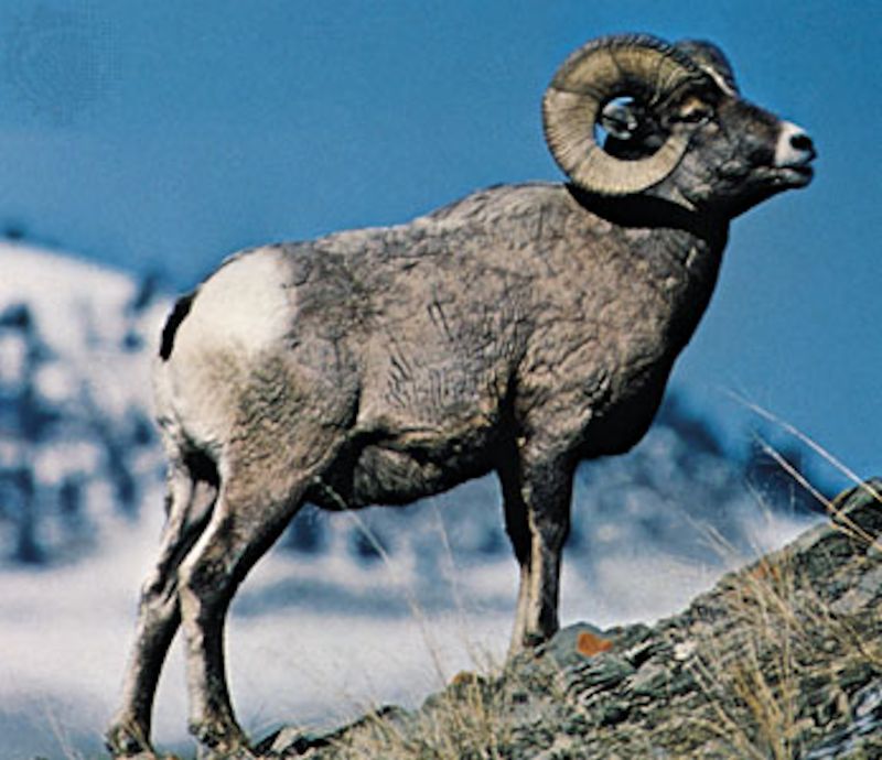 Bighorn Sheep