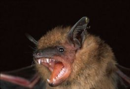 Little Brown Myotis