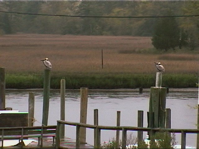 Brown Pelican