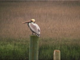 Brown Pelican