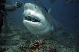 Bull Shark