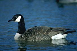 Canada Goose 