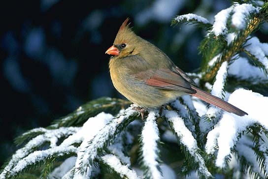 Northern Cardinal Female