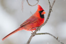 Northern Cardinal