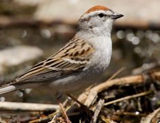 Chipping Sparrow