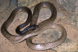 Coachwhip