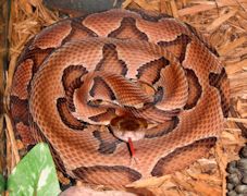 Copperhead