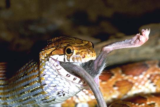 Corn Snake eating a mouse
