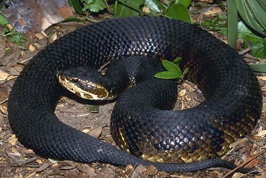 Cottonmouth Adult
