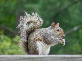 Eastern Gray Squirrel