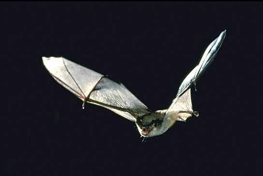 Gray Myotis Bat