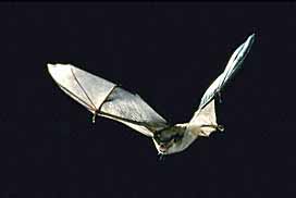 Gray Myotis Bat