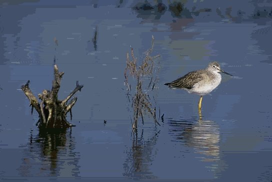 Greater Yellow Legs