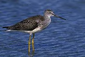 Greater Yellow-legs