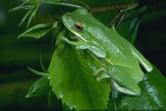 Green Treefrog