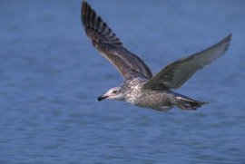 Herring Gull 1st Winter