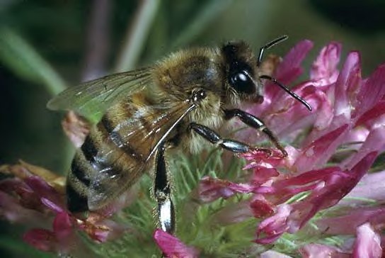 American Honey Bee