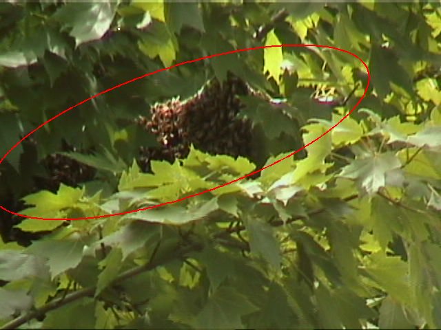 Honey Bee Migration