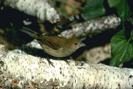 Indigo Bunting Female