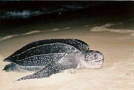 Leatherback