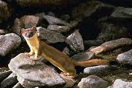 Weasel - Long-tailed
