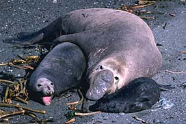 Seal - Northern Elephant