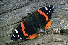 Red Admiral Butterfly