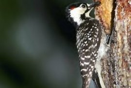 Red Cockaded Woodpecker