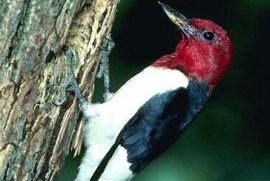 Red-head Woodpecker