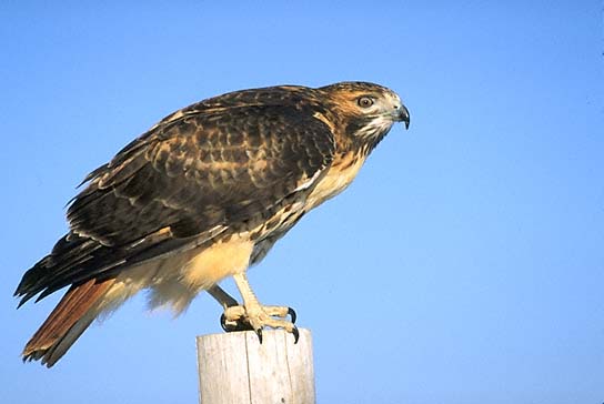 Red-tailed Hawk Adult