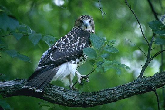 Red-tailed Hawk Young