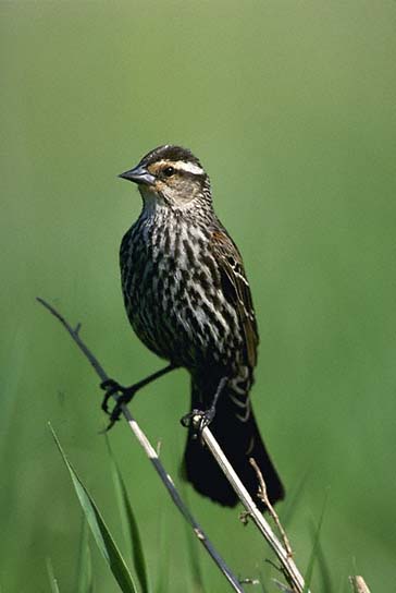 Red-winged Blackbird Female