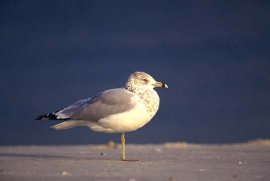 Ring-billed Gull Winter Adult