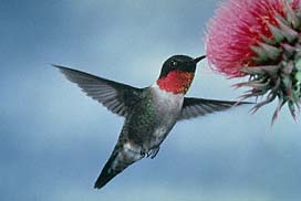 Hummingbird- Ruby-throated