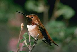 Hummingbird- Rufous