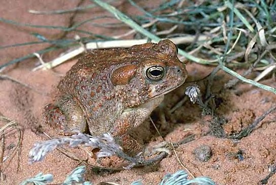 Southwestern Toad