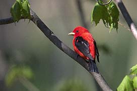 Scarlet Tanager