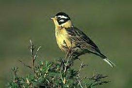 Smith's Longspur